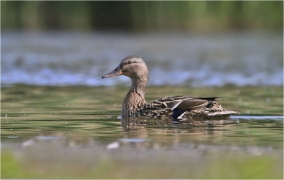 <p>KACHNA DIVOKÁ (Anas platyrhynchos) /Mallard - Stockente/</p>